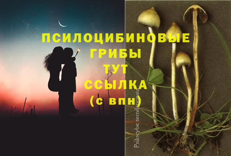 ОМГ ОМГ ТОР  Петровск-Забайкальский  Псилоцибиновые грибы Magic Shrooms 